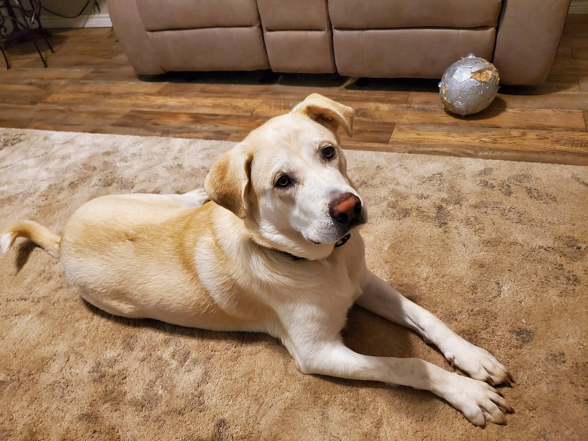 Buddy is registered to the contest to win money with this photo: ball, carnivore, collar, companion_dog, couch, dog, dog_breed, dog_supply, floor, flooring, flowerpot, hardwood, living_room, paw, pet_supply, sidewalk, tail, wood, wood_flooring, working_animal