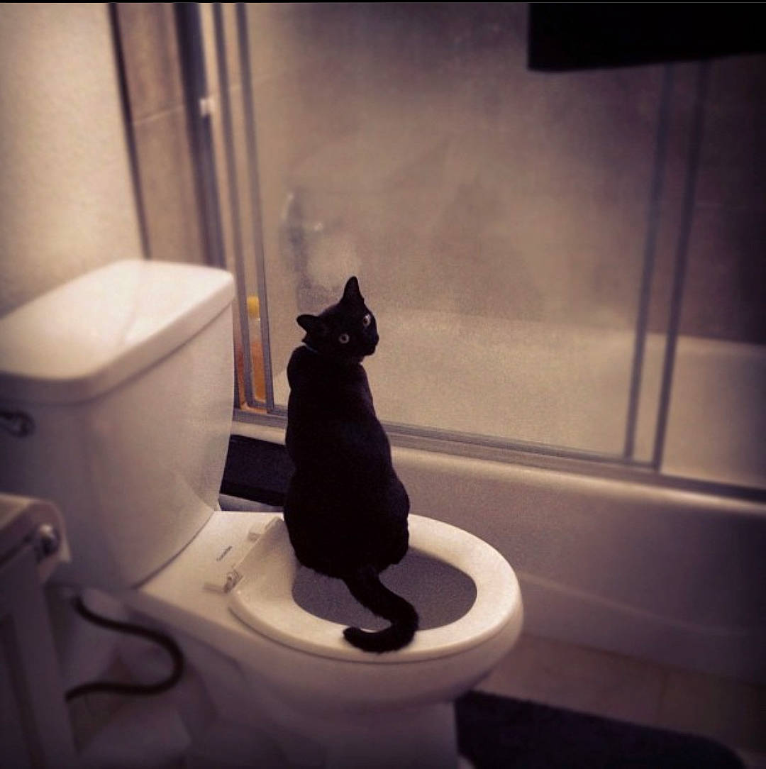 Duncan is registered to the contest to win money with this photo: bathroom, bathroom_sink, carnivore, cat, ceramic, darkness, felidae, flooring, household_supply, plumbing, plumbing_fixture, room, small_to_medium_sized_cats, tail, tap, tints_and_shades, toilet, toilet_seat, whiskers, window