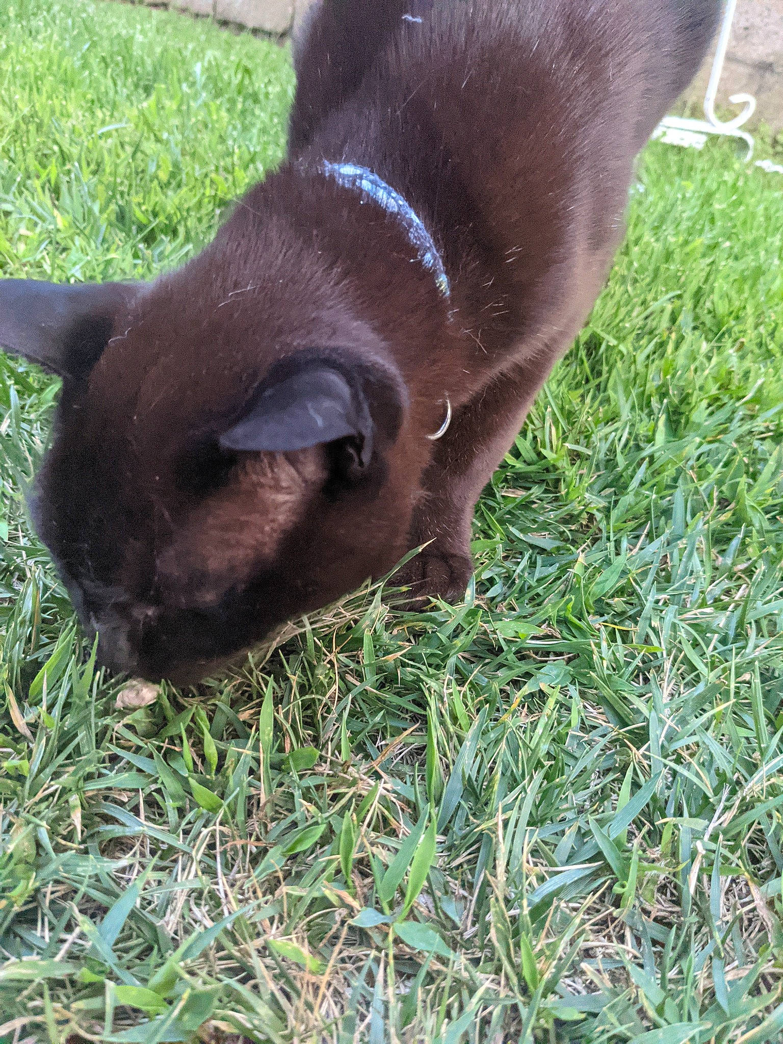 Duncan joined the competition — help win amazing prizes! canidae, carnivore, cat, dog_breed, fawn, felidae, fur, grass, grass_family, groundcover, liver, plant, small_to_medium_sized_cats, snout, sporting_group, tail, terrestrial_animal, whiskers, wildlife, working_animal