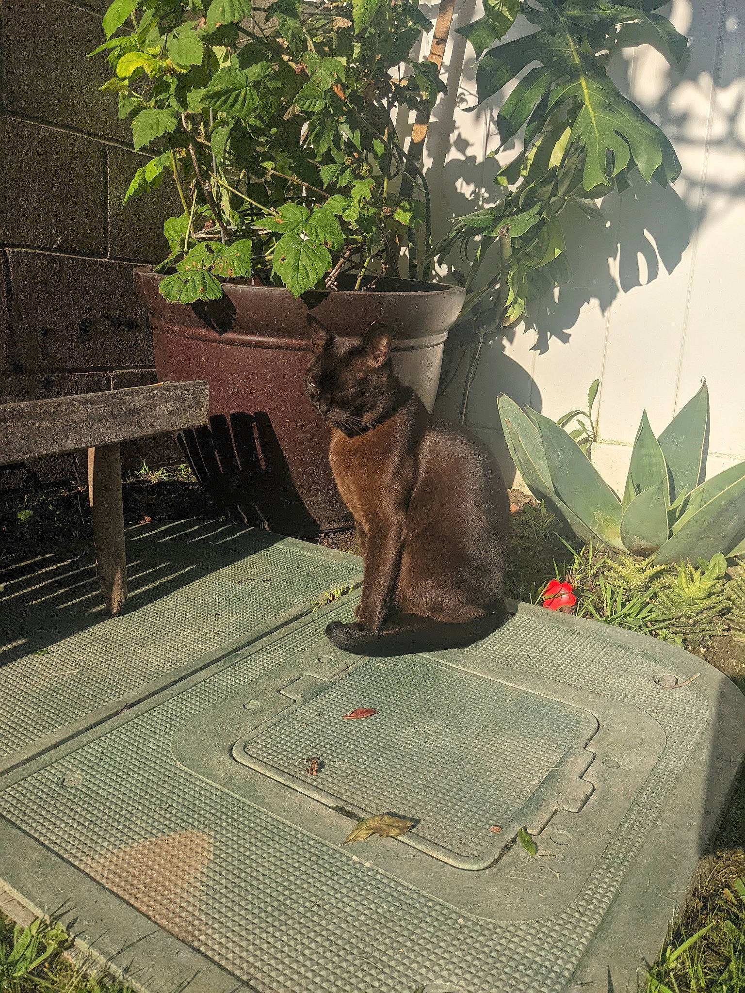 Duncan joined the competition — help win amazing prizes! carnivore, cat, dog_breed, fawn, felidae, grass, leaf, leisure, mammal, mesh, outdoor_furniture, plant, roof, shade, small_to_medium_sized_cats, tail, terrestrial_animal, tints_and_shades, vertebrate, wood