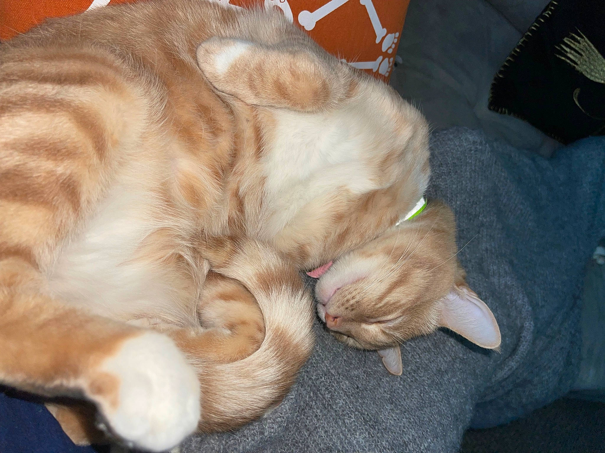 Gnocchi is registered to the contest to win money with this photo: carnivore, cat, claw, comfort, companion_dog, domestic_short_haired_cat, ear, fawn, felidae, foot, fur, human_leg, nap, paw, small_to_medium_sized_cats, snout, sporting_group, tail, toe, whiskers