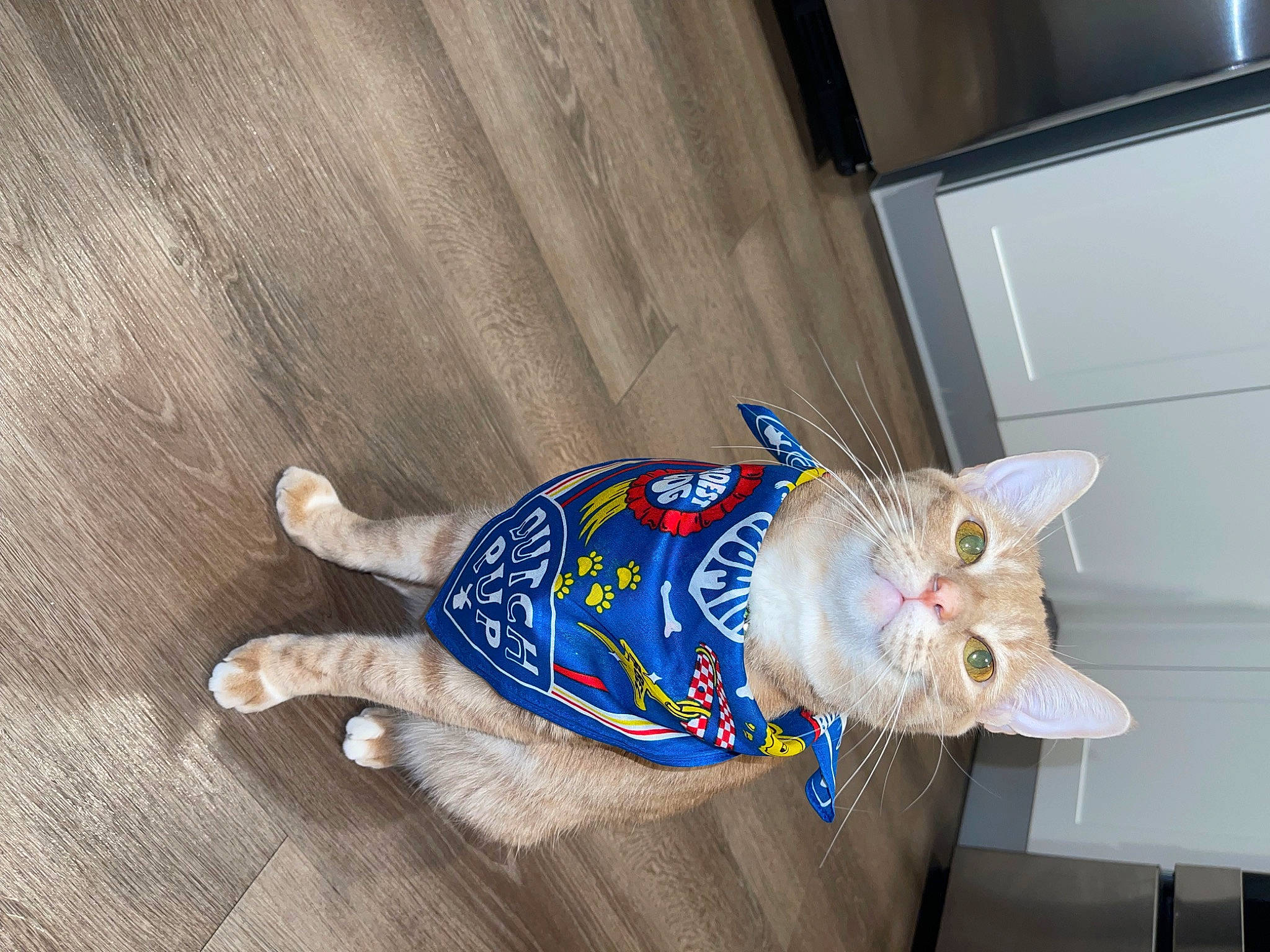 Gnocchi joined the competition — help win amazing prizes! carnivore, cat, ceiling, domestic_short_haired_cat, electric_blue, fawn, felidae, fish, flooring, hardwood, linens, room, small_to_medium_sized_cats, tail, varnish, whiskers, wood