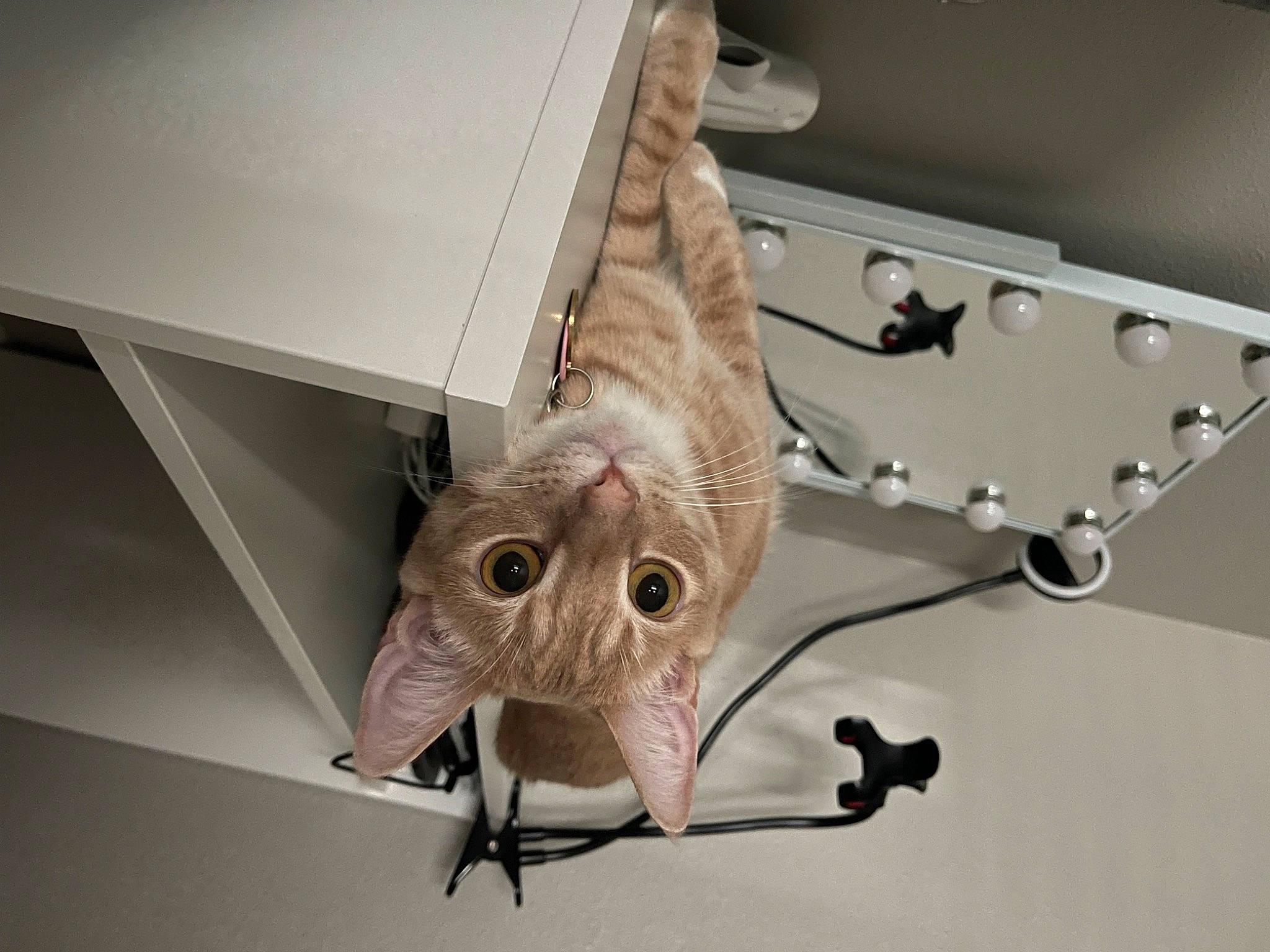 Gnocchi joined the competition — help win amazing prizes! bat, cat, ceiling, fashion_accessory, fawn, felidae, insect, metal, personal_protective_equipment, plywood, room, sculpture, small_to_medium_sized_cats, snout, tail, tourist_attraction, twig, visual_arts, whiskers, wood