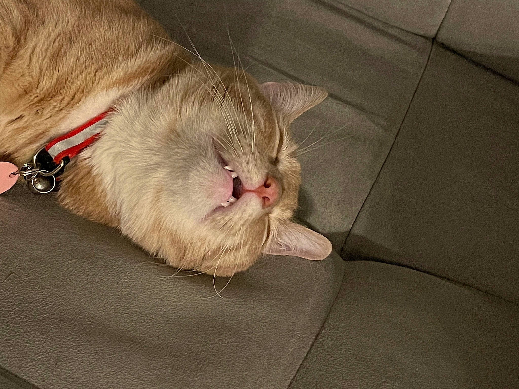 Gnocchi joined the competition — help win amazing prizes! carnivore, cat, cat_supply, claw, collar, comfort, domestic_short_haired_cat, fang, fawn, felidae, fur, paw, small_to_medium_sized_cats, snout, tail, whiskers