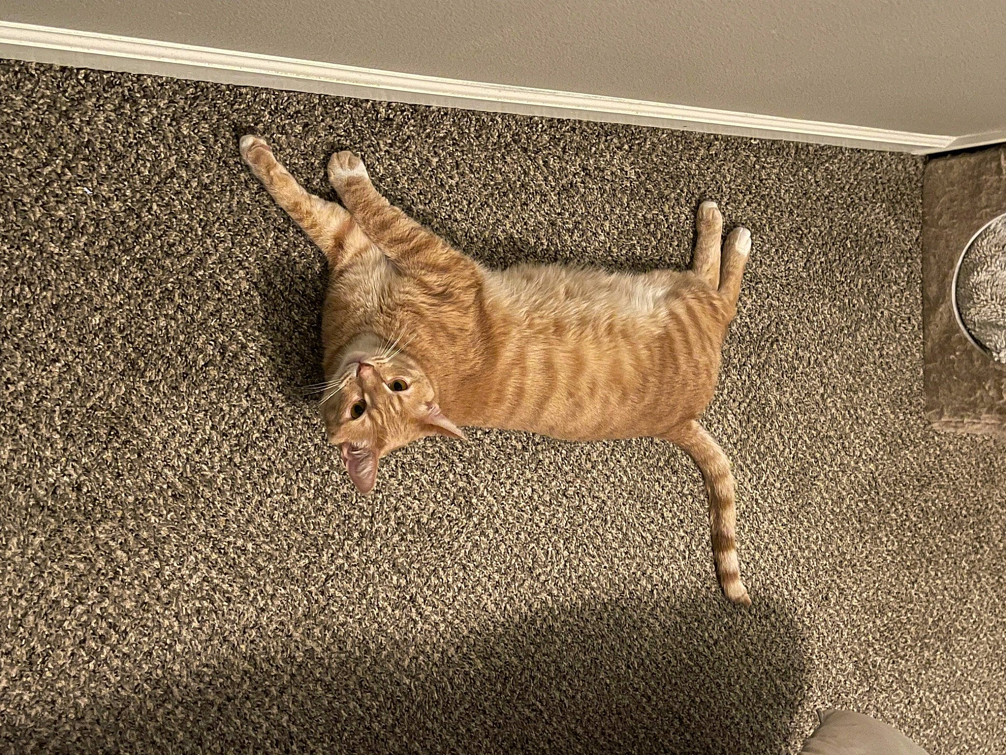 Gnocchi is registered to the contest to win money with this photo: art, carnivore, cat, claw, domestic_short_haired_cat, fawn, felidae, flooring, foot, fur, illustration, paw, rectangle, small_to_medium_sized_cats, snout, tail, terrestrial_animal, whiskers, wildlife, wood