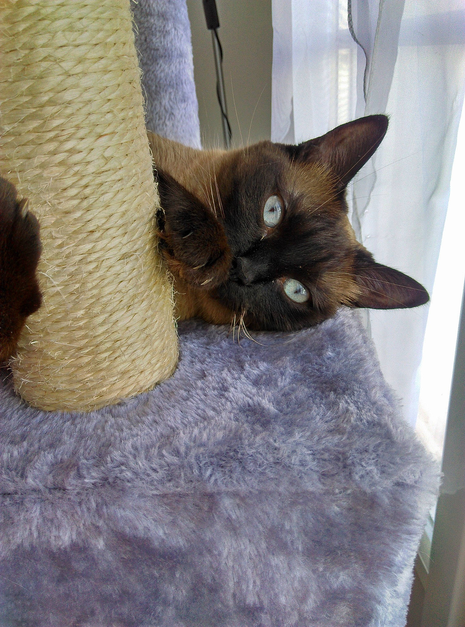 Sookie a rejoint le concours — aidez-le/la à gagner de superbes lots ! balinese, carnivore, cat, cat_bed, cat_furniture, cat_supply, claw, comfort, domestic_short_haired_cat, fawn, felidae, fur, grey, mammal, natural_material, pet_supply, small_to_medium_sized_cats, snout, tail, whiskers