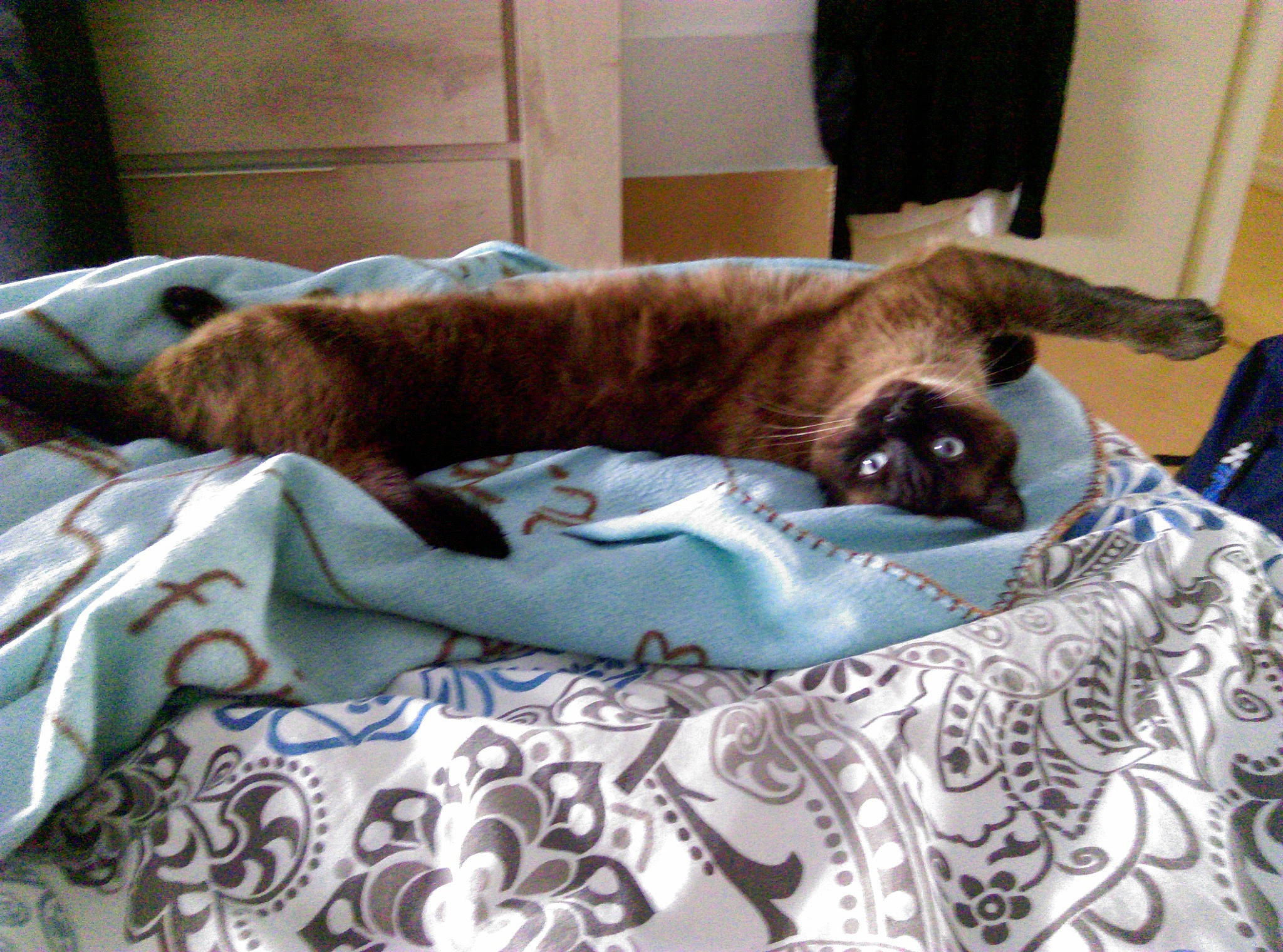 Sookie participe au concours pour gagner de l'argent avec cette photo : canidae, carnivore, cat, cat_supply, comfort, companion_dog, dog_breed, dog_supply, domestic_short_haired_cat, fawn, felidae, fur, linens, pet_supply, siamese, small_to_medium_sized_cats, sporting_group, tail, vertebrate, whiskers