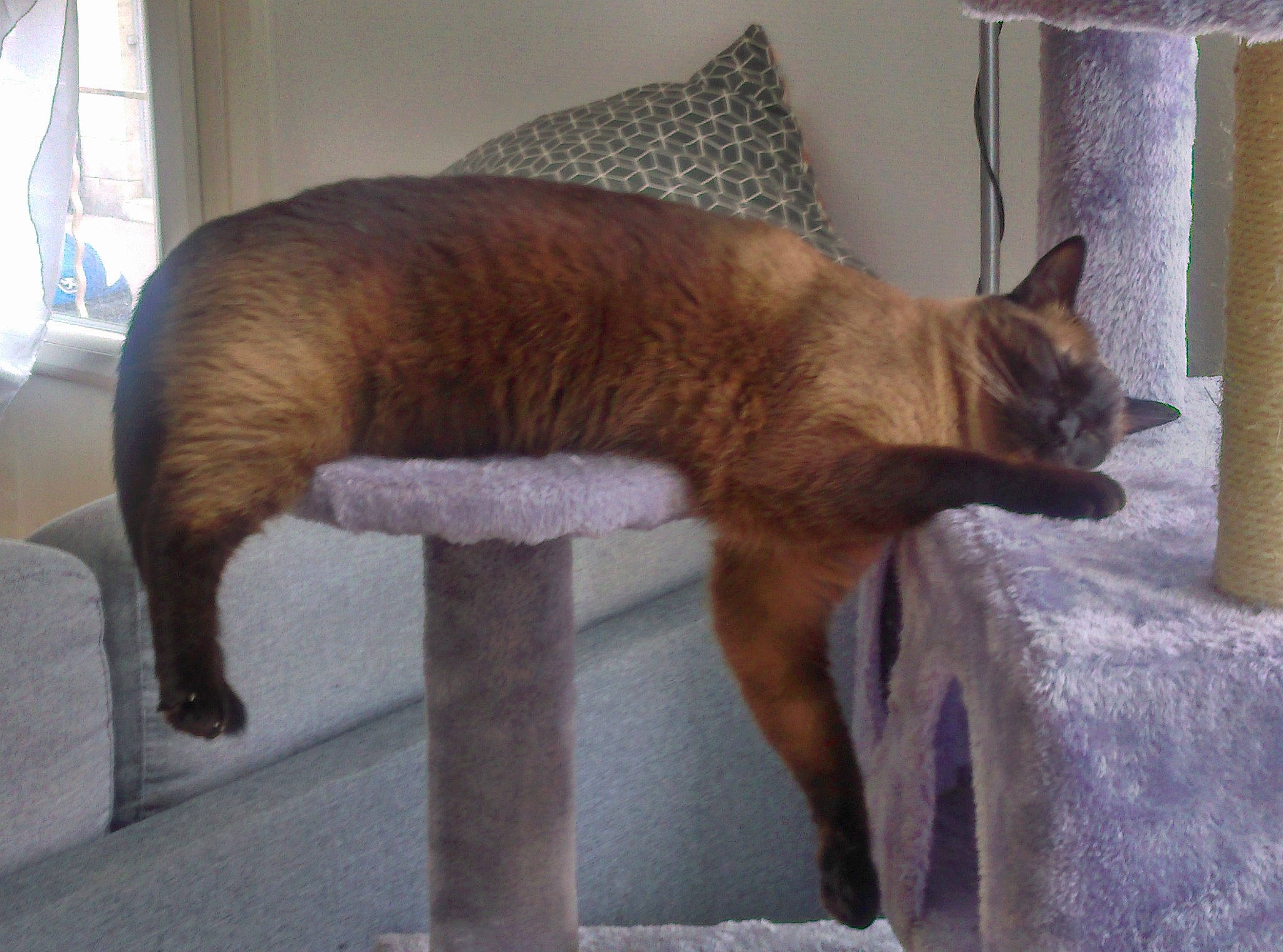 Sookie a rejoint le concours — aidez-le/la à gagner de superbes lots ! carnivore, cat, cat_supply, claw, comfort, domestic_short_haired_cat, fawn, felidae, fur, liver, pet_supply, room, siamese, small_to_medium_sized_cats, snout, tail, terrestrial_animal, whiskers, wildlife, window