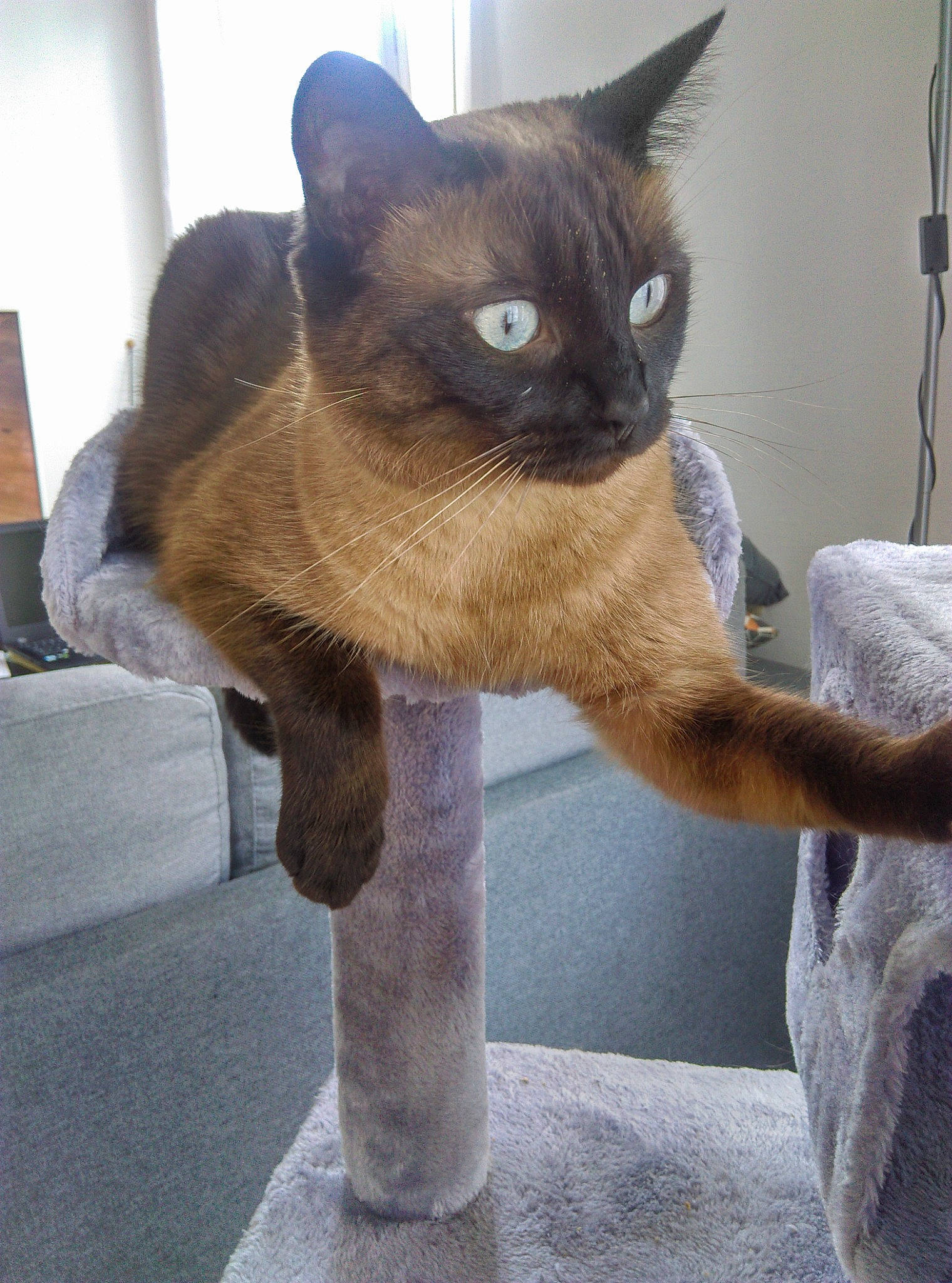 Sookie a rejoint le concours — aidez-le/la à gagner de superbes lots ! balinese, black_cat, carnivore, cat, cat_supply, domestic_short_haired_cat, eye, fawn, felidae, fur, head, plant, siamese, small_to_medium_sized_cats, snout, tail, tonkinese, tree, whiskers, window