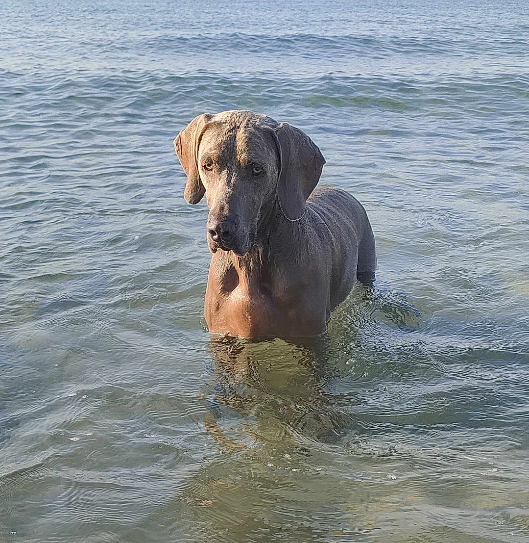 Mustang participe au concours pour gagner de l'argent avec cette photo : dog, water, ocean, animal, pet, canine, waves, outdoor, nature, mammal, standing, sea, calm, wet, summer, daylight, alone, reflection, shore, peaceful