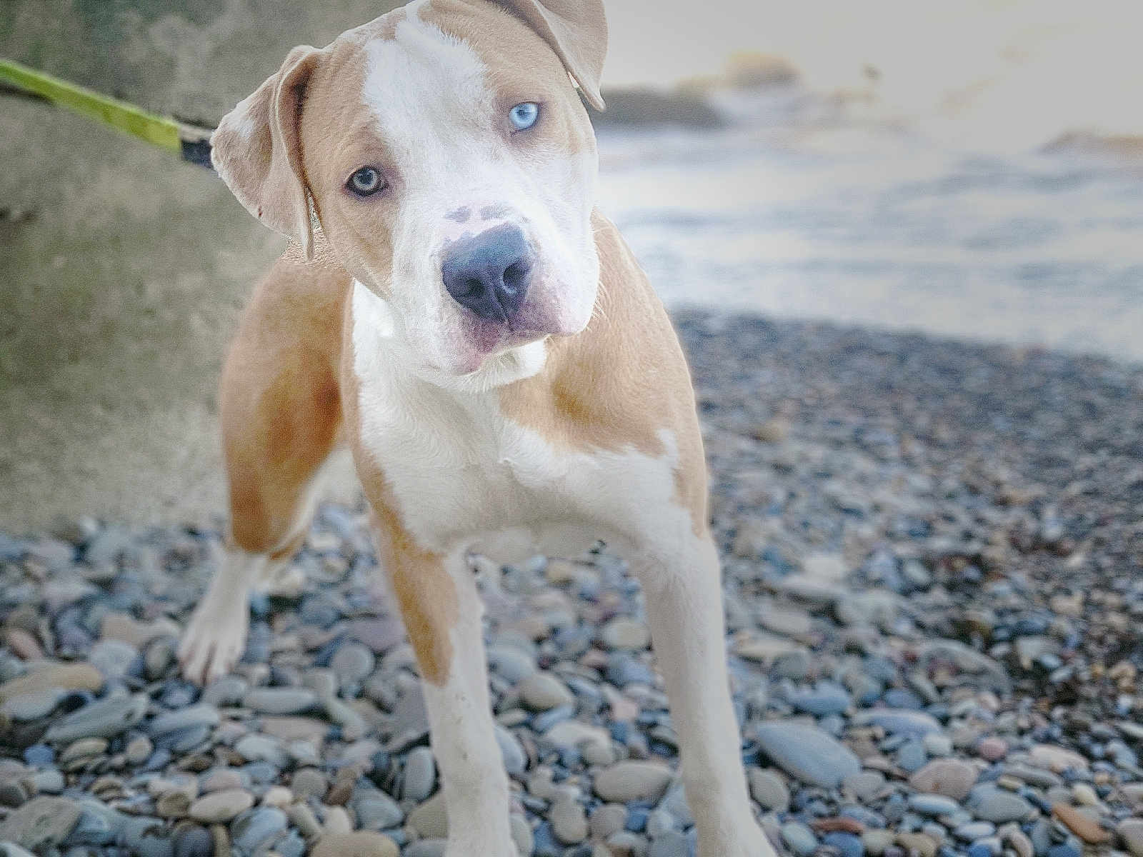 Duncan joined the competition — help win amazing prizes! dog, heterochromia, beach, pebbles, outdoor, animal, pet, curious, brown, white, closeup, portrait, canine, leash, nature, water, rocks, head_tilt, mammal, friendly