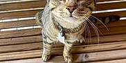 Milo is registered to the contest to win money with this photo: cat, tabby, pet, animal, whiskers, green_eyes, curious, wooden_deck, striped_fur, collar, bell, close_up, outdoor, looking_up, feline, domestic_cat, natural_light, portrait, cute, young_cat