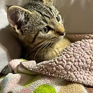 Milo is registered to the contest to win money with this photo: kitten, tabby, cat, blanket, cozy, soft, cute, pet, fur, animal, indoor, resting, curious, young, whiskers, ears, sleepy, comfort, domestic, feline