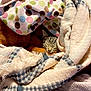 Milo joined the competition — help win amazing prizes! cat, sleeping, blanket, cozy, tabby, indoor, soft, patterned_blanket, polka_dots, checkered, fur, resting, warm, comfort, snug, pet, animal, cute, fur_pattern, pile