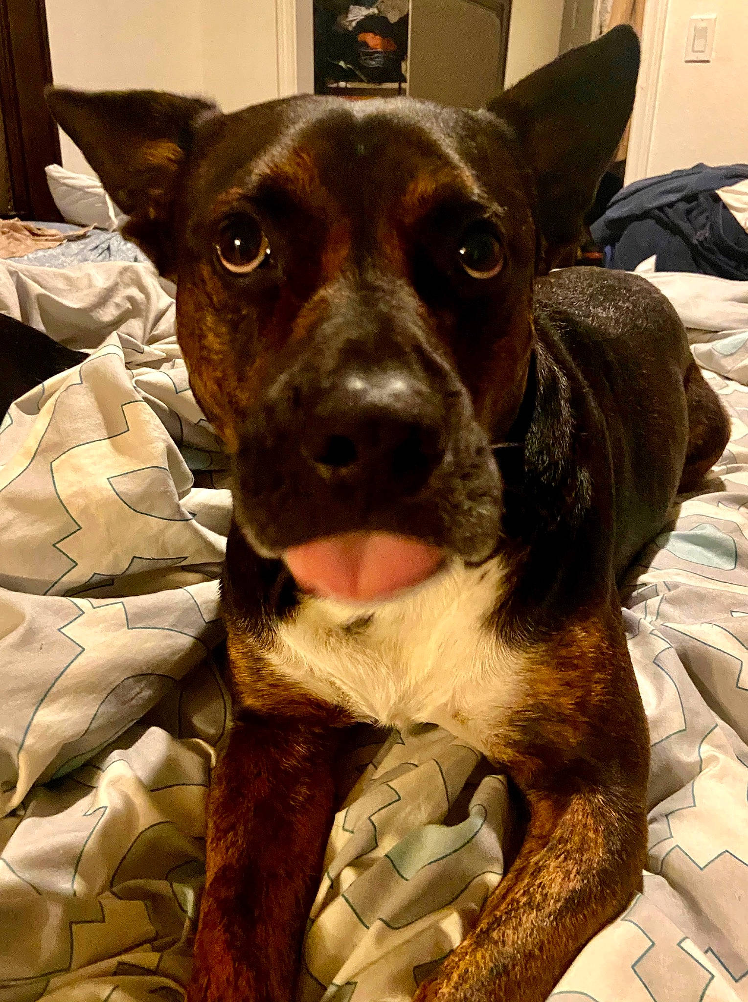 Orejas is registered to the contest to win money with this photo: canidae, carnivore, collar, companion_dog, dog, dog_breed, dog_collar, ear, eye, fawn, fur, guard_dog, head, liver, plant, snout, sporting_group, whiskers, working_animal, working_dog