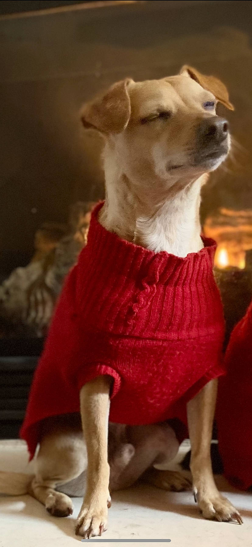 Puma joined the competition — help win amazing prizes! baby_toddler_clothing, carnivore, cocktail_dress, collar, companion_dog, dog, dog_breed, dog_clothes, dog_collar, dog_supply, fawn, fur, magenta, one_piece_garment, pattern, pet_supply, sleeve, whiskers, wood, working_animal