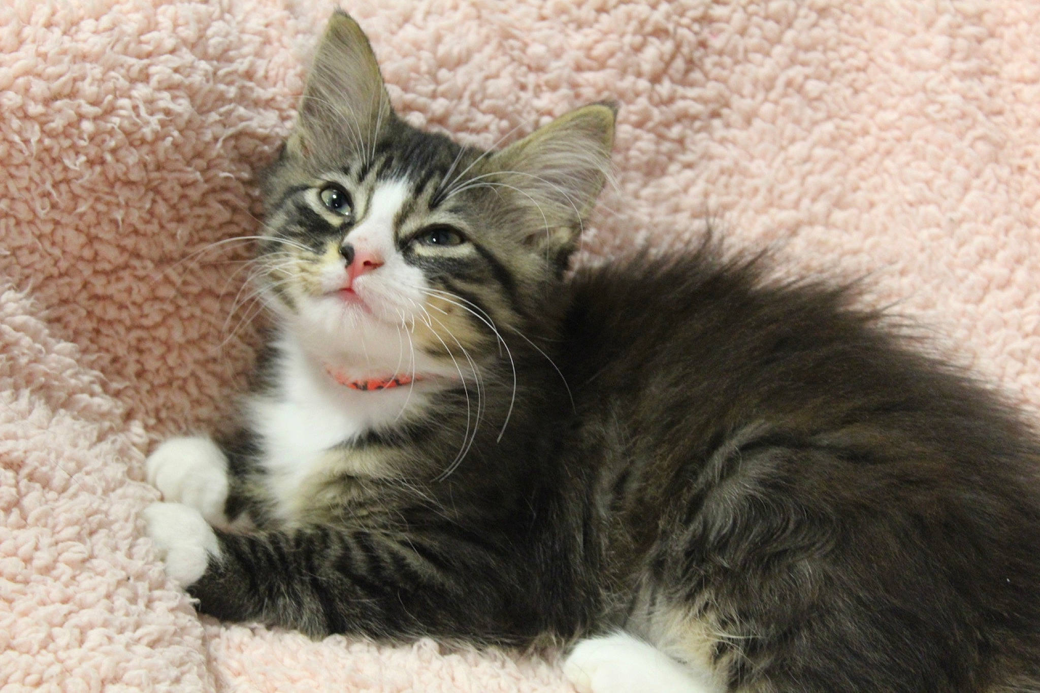 Sasha joined the competition — help win amazing prizes! carnivore, cat, claw, comfort, domestic_short_haired_cat, felidae, fur, paw, small_to_medium_sized_cats, snout, tail, whiskers