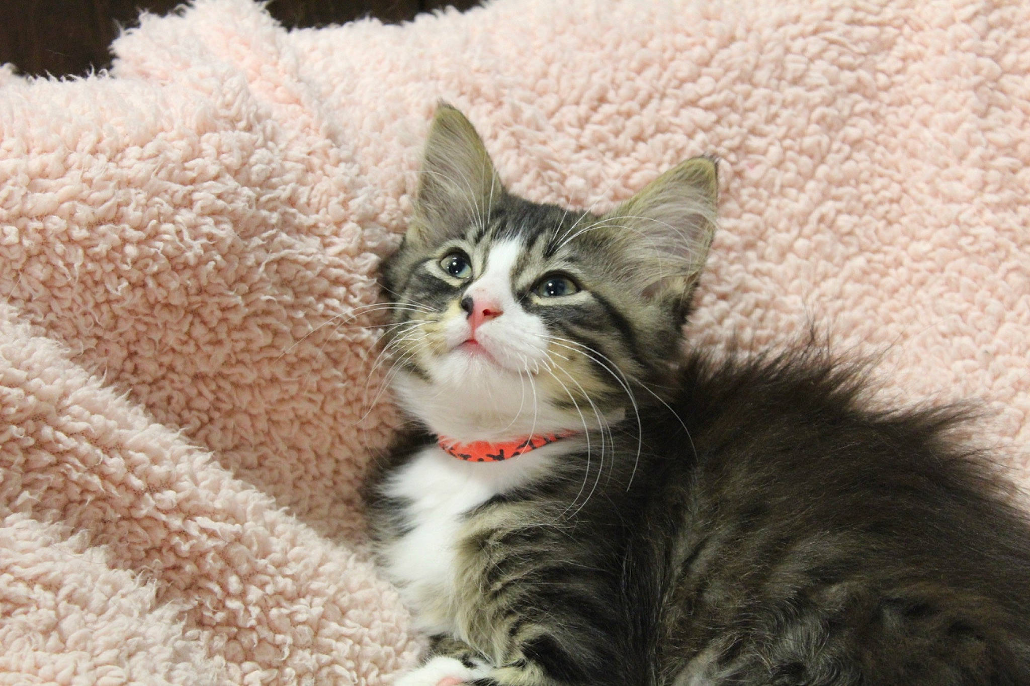 Sasha joined the competition — help win amazing prizes! carnivore, cat, claw, comfort, domestic_short_haired_cat, felidae, fur, paw, sitting, small_to_medium_sized_cats, snout, tail, terrestrial_animal, whiskers, window