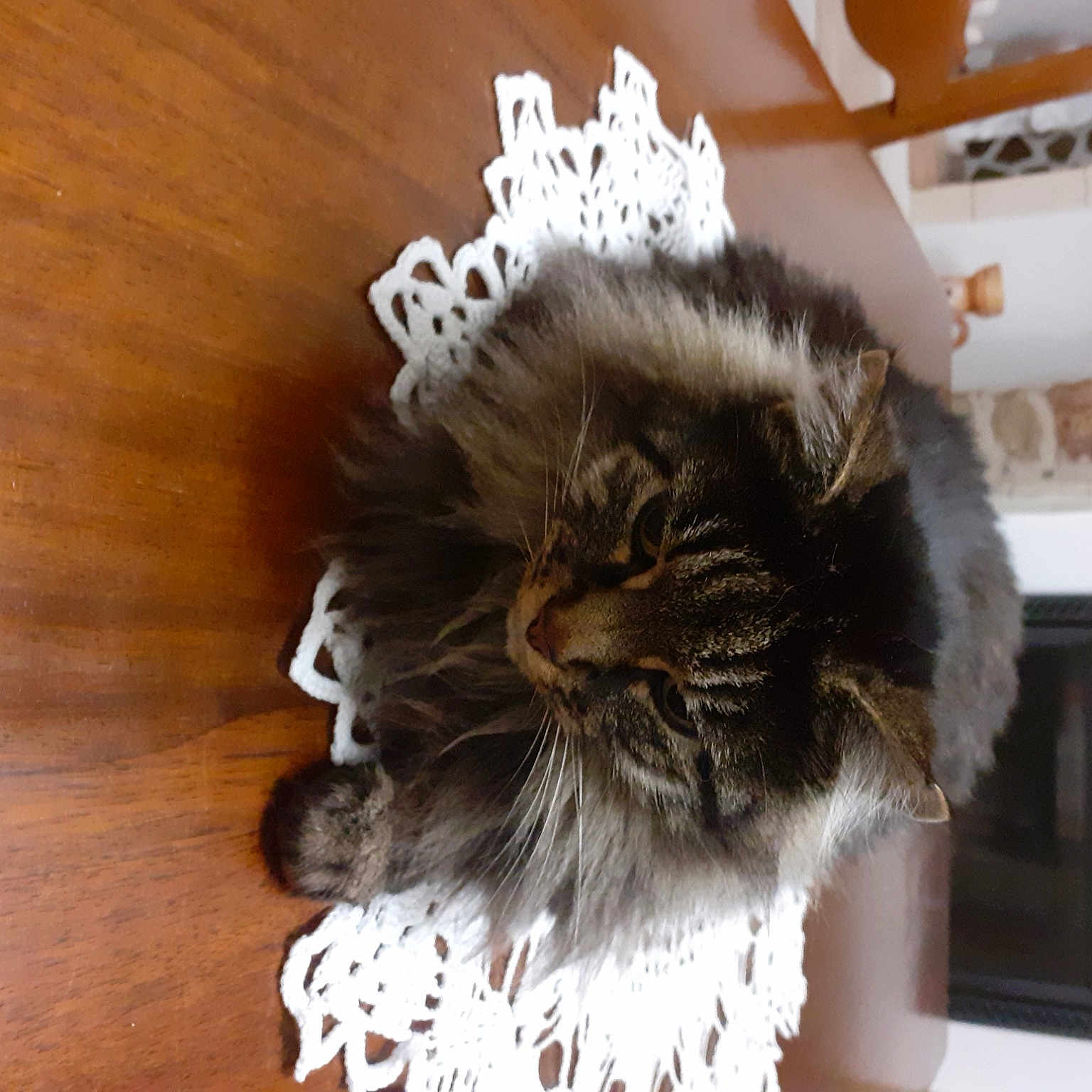 Kitty