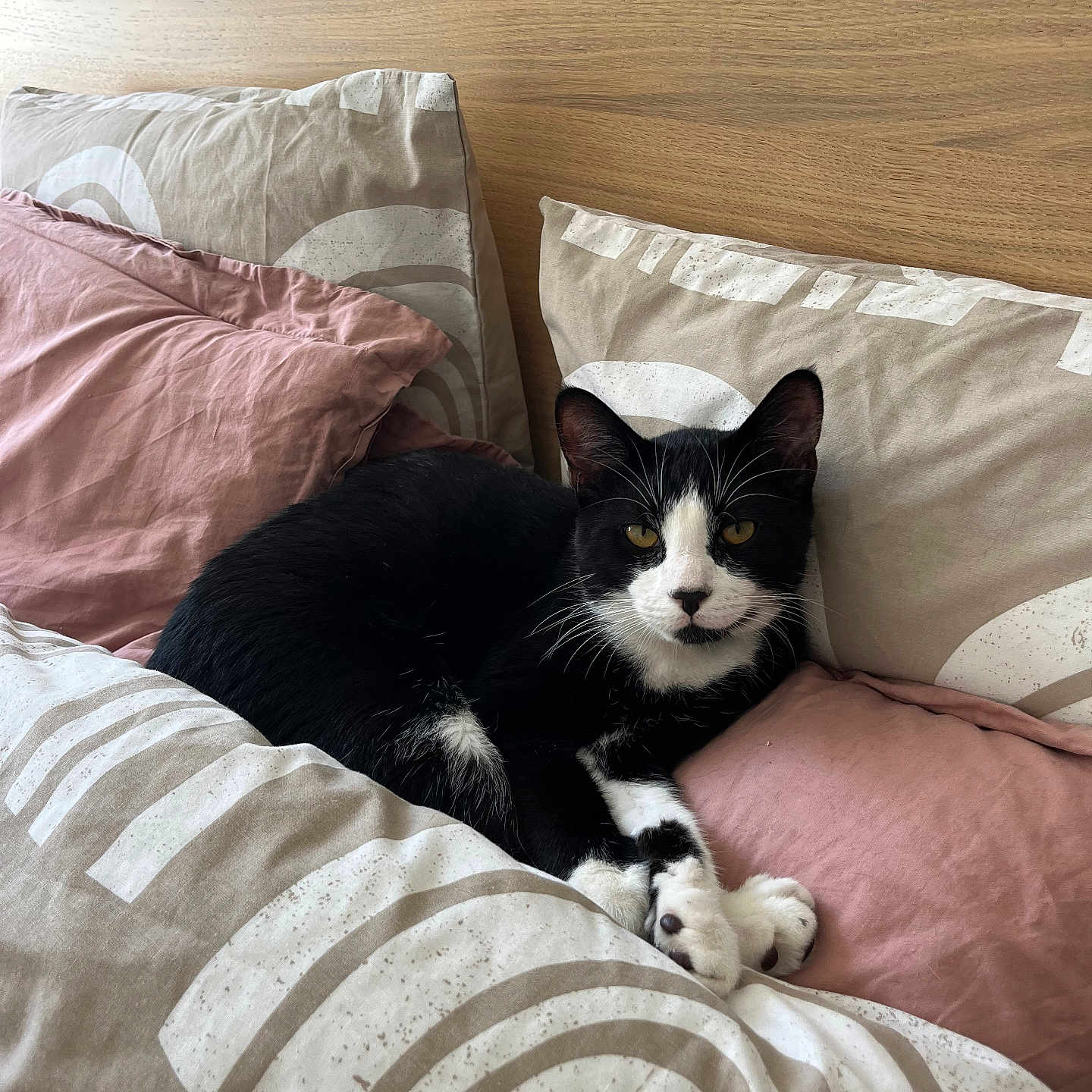 Zazou a rejoint le concours — aidez-le/la à gagner de superbes lots ! animal, bed, bedroom, blanket, cat, couch, cushion, furniture, homedecor, indoors, interiordesign, kitten, linen, manx, person, pet, pillow, quilt, room, sleeping