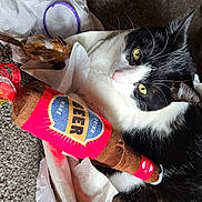 Mr Sofie joined the competition — help win amazing prizes! carmine, carnivore, cat, claw, collar, domestic_short_haired_cat, felidae, fur, human_leg, paw, plant, small_to_medium_sized_cats, snout, tail, whiskers