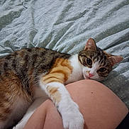 Angel is registered to the contest to win money with this photo: cat, calico_cat, tabby, pet, feline, animal, lying_down, relaxed, sleepy, wide_eyes, pink_nose, white_paws, striped_fur, orange_fur, brown_fur, bed, blanket, human_lap, indoors, portrait