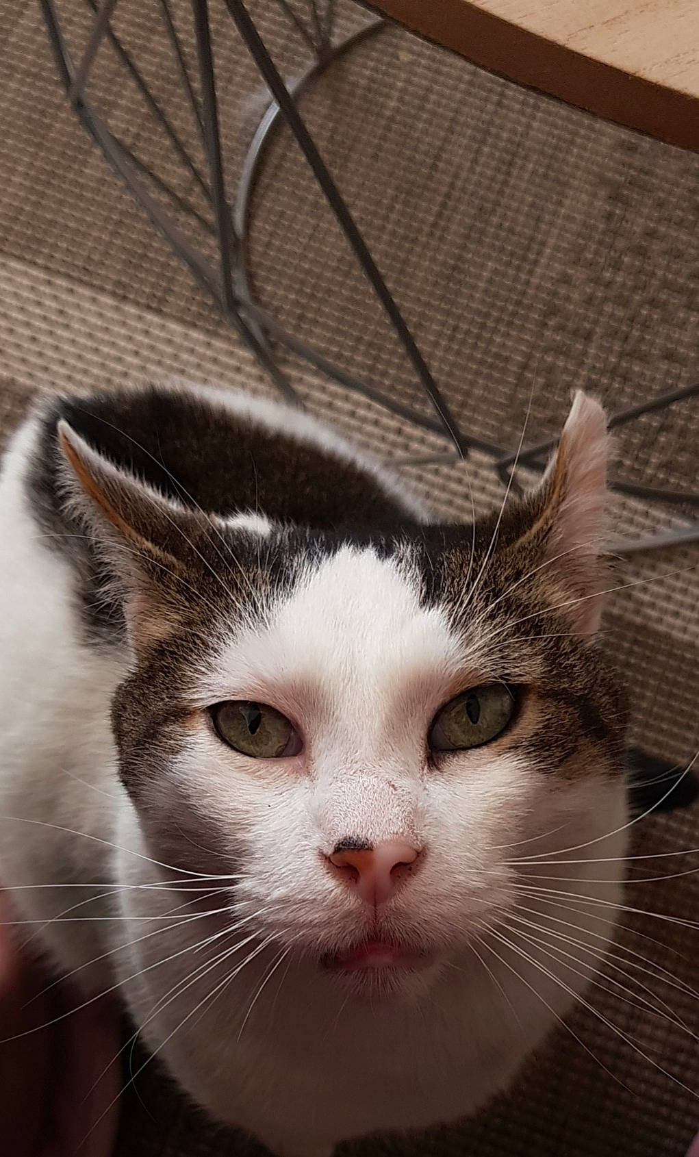 Bounty participe au concours pour gagner de l'argent avec cette photo : aegean_cat, american_wirehair, asian, carnivore, cat, close_up, domestic_short_haired_cat, european_shorthair, eye, felidae, fur, kitten, nose, person, photography, small_to_medium_sized_cats, snout, turkish_van, whiskers