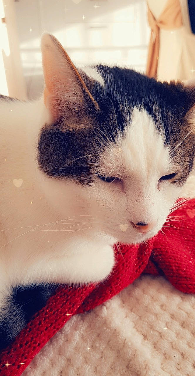 Bounty a rejoint le concours — aidez-le/la à gagner de superbes lots ! aegean_cat, carnivore, cat, domestic_short_haired_cat, ear, eye, felidae, fur, headwear, kitten, nose, ojos_azules, person, polydactyl_cat, small_to_medium_sized_cats, snout, whiskers