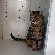 Rubis a rejoint le concours — aidez-le/la à gagner de superbes lots ! cat, tabby, pet, animal, indoor, curious, feline, cabinet, white, quiet, sitting, alone, small_space, domestic, fur, striped, whiskers, ears, tail, looking