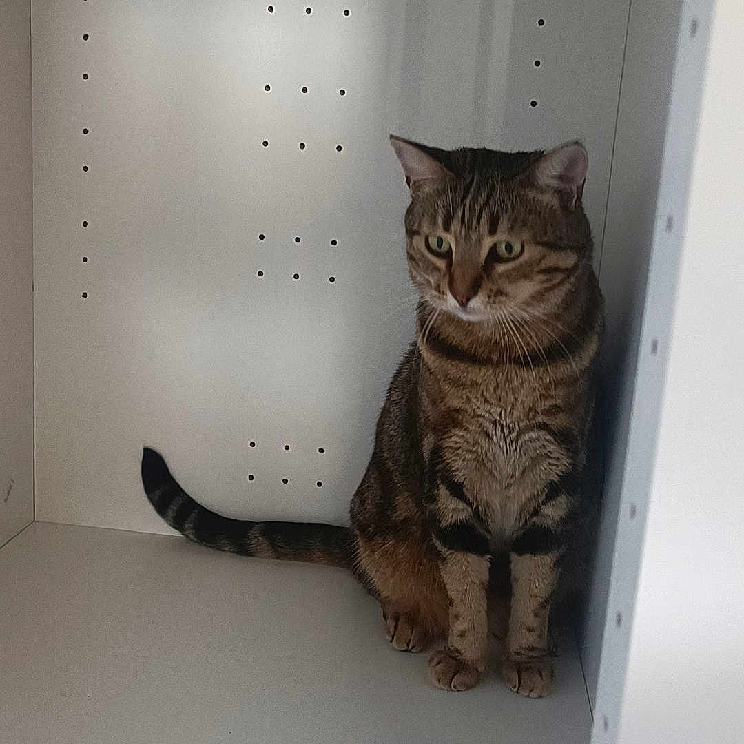 Rubis a rejoint le concours — aidez-le/la à gagner de superbes lots ! cat, tabby, pet, animal, indoor, curious, feline, cabinet, white, quiet, sitting, alone, small_space, domestic, fur, striped, whiskers, ears, tail, looking