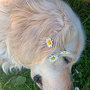 Pandora a rejoint le concours — aidez-le/la à gagner de superbes lots ! dog, golden_retriever, flower, daisy, grass, outdoor, pet, sleeping, closeup, nature, animal, fur, sunlight, peaceful, relaxing, head, nose, whiskers, summer, calm