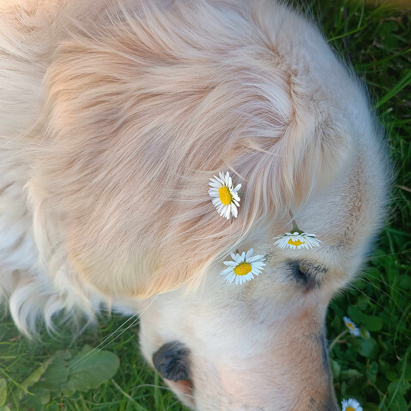Pandora a rejoint le concours — aidez-le/la à gagner de superbes lots ! dog, golden_retriever, flower, daisy, grass, outdoor, pet, sleeping, closeup, nature, animal, fur, sunlight, peaceful, relaxing, head, nose, whiskers, summer, calm