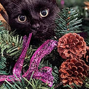 Casper joined the competition — help win amazing prizes! animal, black_cat, cat, christmas, close_up, curious, decoration, feline, festive, greenery, holiday, nature, outdoor, pet, pine_branches, pinecones, plant, purple_ribbon, seasonal, wildlife