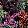 animal, black_cat, cat, christmas, close_up, curious, decoration, feline, festive, greenery, holiday, nature, outdoor, pet, pine_branches, pinecones, plant, purple_ribbon, seasonal, wildlife