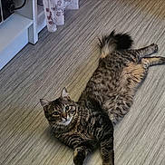 Locky a rejoint le concours — aidez-le/la à gagner de superbes lots ! cat, tabby, indoor, floor, wooden_floor, furniture, cabinet, curious, pet, animal, fur, whiskers, relaxed, lying_down, tail, ears, eyes, domestic, cozy, home