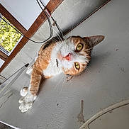 Pumpkin joined the competition — help win amazing prizes! animal, cables, cat, close_up, curious, feline, golden_eyes, indoors, lying_down, orange_cat, pet, pink_nose, portrait, sunlight, tilted_camera, wall, whiskers, white_cat, window, wooden_beams