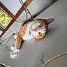 animal, cables, cat, close_up, curious, feline, golden_eyes, indoors, lying_down, orange_cat, pet, pink_nose, portrait, sunlight, tilted_camera, wall, whiskers, white_cat, window, wooden_beams