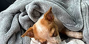 Cyrus is registered to the contest to win money with this photo: puppy, dog, sleeping, blanket, plush_toy, car_interior, cozy, soft_texture, cute, pet, animal, fur, resting, close_up, young, small, comfort, indoor, seat, relaxed