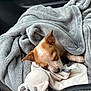 puppy, dog, sleeping, blanket, plush_toy, car_interior, cozy, soft_texture, cute, pet, animal, fur, resting, close_up, young, small, comfort, indoor, seat, relaxed