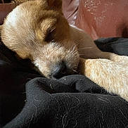 Cyrus is registered to the contest to win money with this photo: puppy, sleeping, dog, blanket, fur, closeup, resting, indoor, brown, black, leather_couch, cozy, cute, pet, animal, nap, soft, young, whiskers, relaxed
