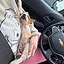 puppy, dog, sleeping, car, steering_wheel, hand, person, pink_pants, seatbelt, clothing, interior, dashboard, keys, relaxation, cute, pet, nap, cartoon_shirt, resting, vehicle