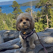 Gigi joined the competition — help win amazing prizes! dog, small_dog, harness, rock, outdoor, nature, lake, forest, trees, sky, leash, pet, animal, landscape, adventure, cute, fluffy, scenic, walking, daytime