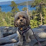 dog, small_dog, harness, rock, outdoor, nature, lake, forest, trees, sky, leash, pet, animal, landscape, adventure, cute, fluffy, scenic, walking, daytime
