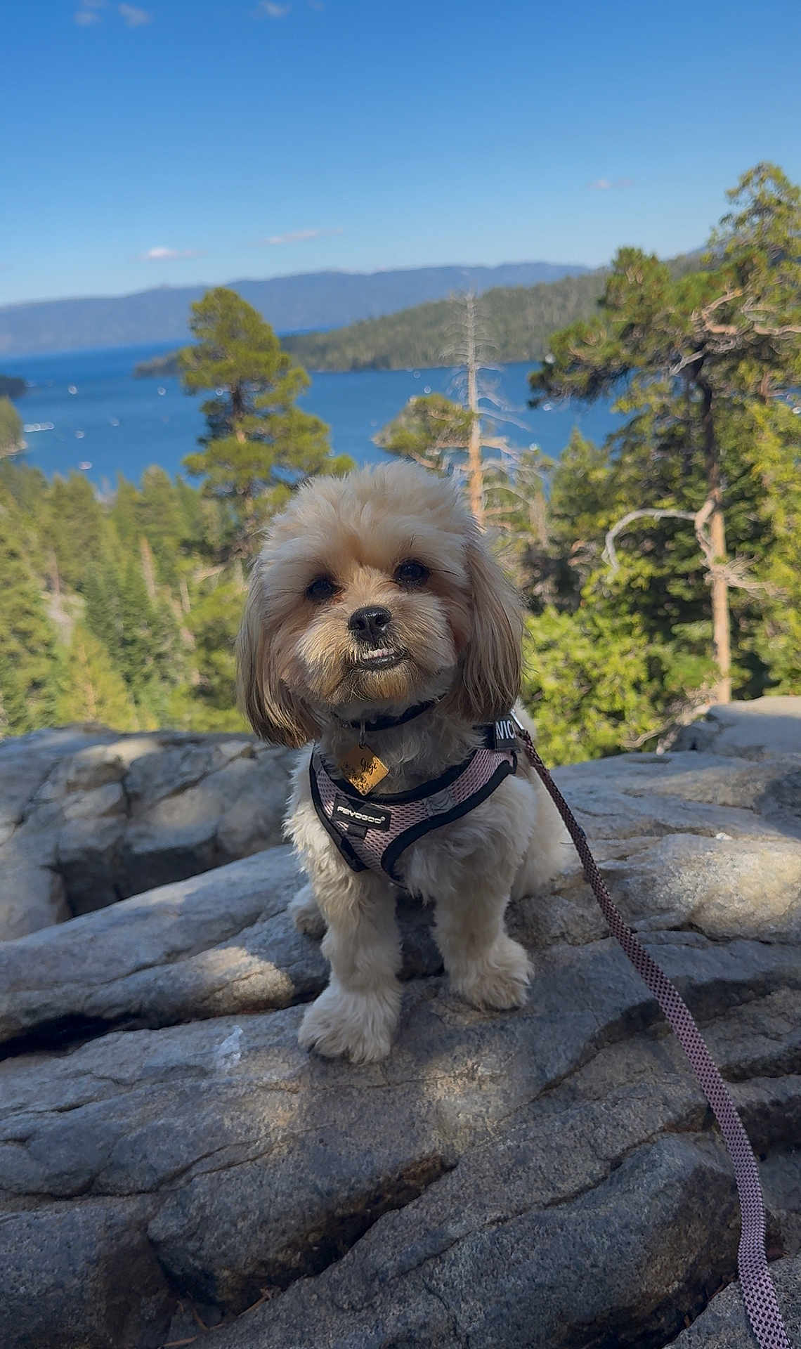 Gigi joined the competition — help win amazing prizes! dog, small_dog, harness, rock, outdoor, nature, lake, forest, trees, sky, leash, pet, animal, landscape, adventure, cute, fluffy, scenic, walking, daytime