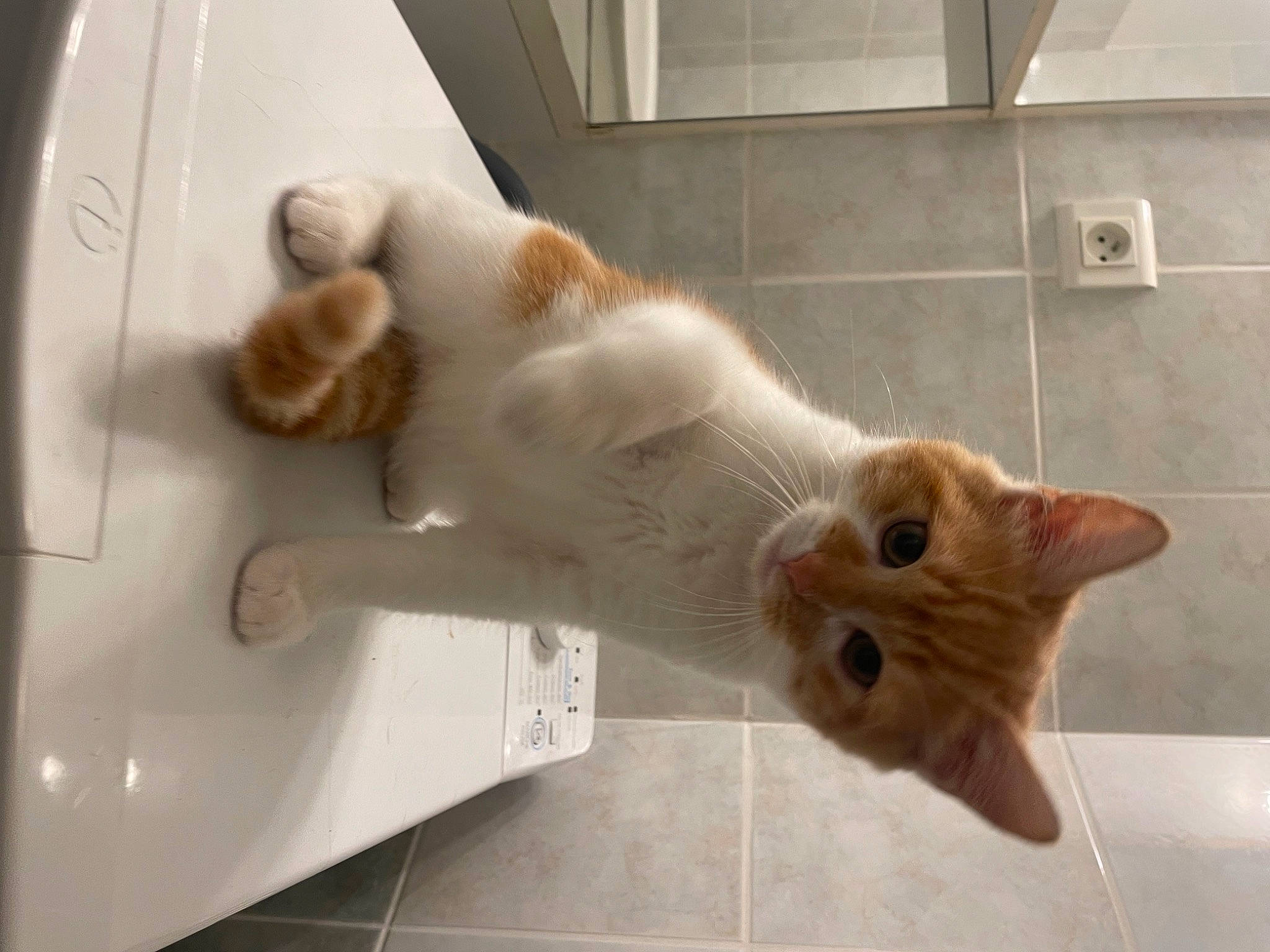 Mika participe au concours pour gagner de l'argent avec cette photo : carnivore, cat, claw, domestic_short_haired_cat, fawn, felidae, flooring, fur, paw, small_to_medium_sized_cats, snout, tail, vertebrate, whiskers, wood