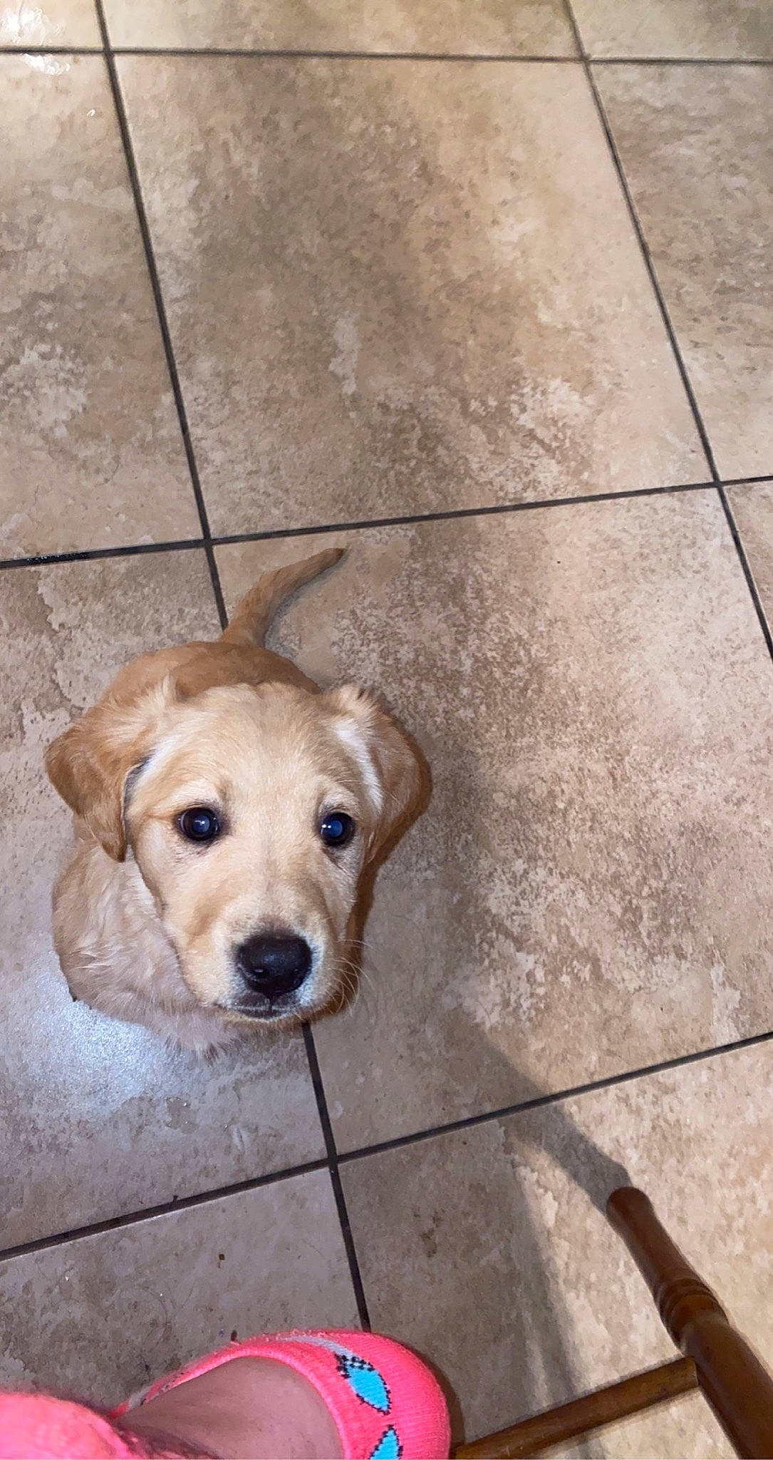 Kimber is registered to the contest to win money with this photo: canidae, carnivore, collar, companion_dog, dog, dog_breed, dog_collar, fawn, floor, flooring, leash, pet_supply, road_surface, sidewalk, snout, sporting_group, tail, whiskers, wood, working_animal