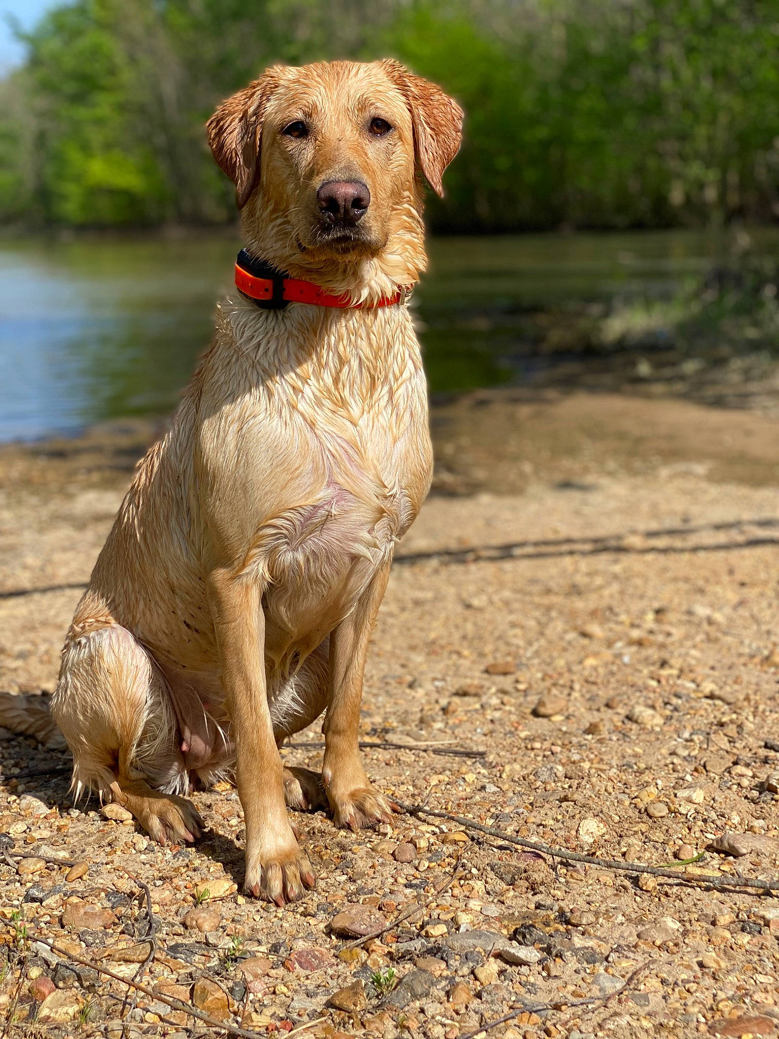 Kimber is registered to the contest to win money with this photo: carnivore, collar, companion_dog, dog, dog_breed, dog_collar, fawn, gun_dog, lake, liver, pointing_breed, retriever, sky, soil, sporting_group, tail, water, working_animal, working_dog, working_terrier