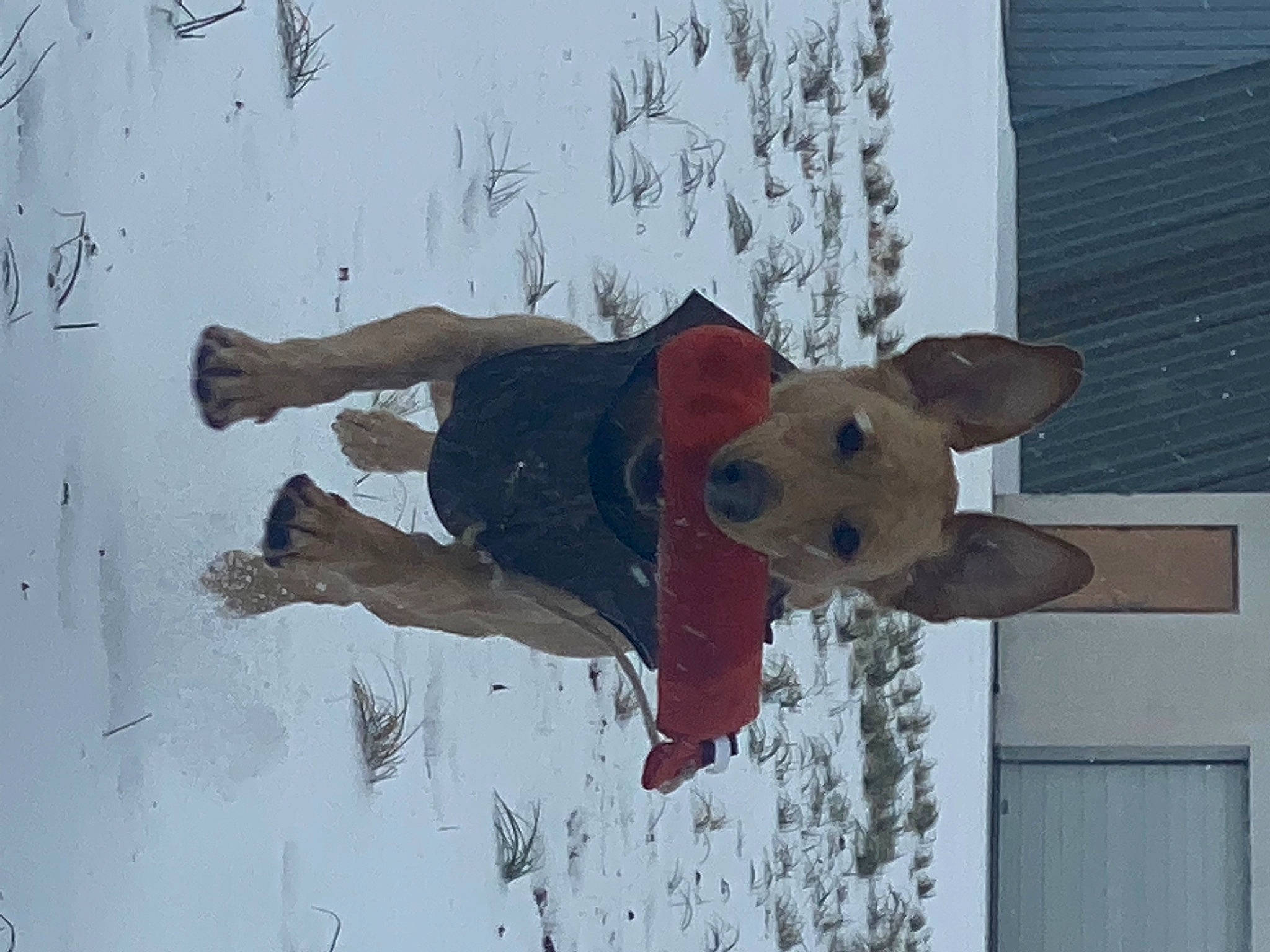 Kimber joined the competition — help win amazing prizes! art, carmine, event, freezing, fun, illustration, precipitation, recreation, snow, stuffed_toy, toy, visual_arts, window, winter, wood