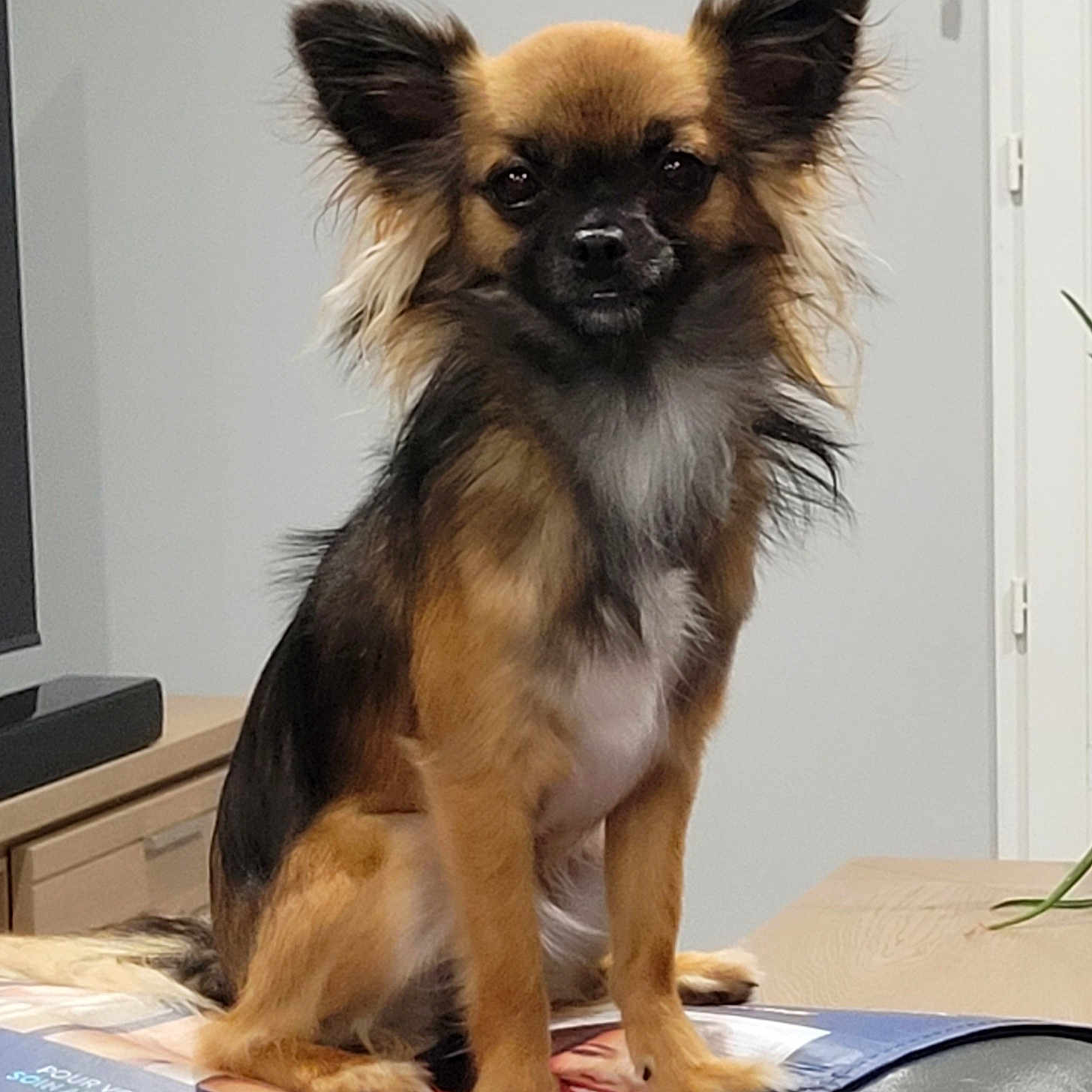 Naia participe au concours pour gagner de l'argent avec cette photo : animal, canine, chihuahua, cockerspaniel, computerhardware, desk, dog, electronics, face, furniture, germanshepherd, hardware, head, mat, papillon, person, pet, puppy, table, text