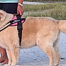 Lulu is registered to the contest to win money with this photo: animal, beach, canine, dog, golden_retriever, grass, happy, harness, leash, legs, nature, outdoor, person, pet, sand, summer, sunlight, tail, tongue_out, walking